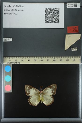 Media type: image;   Entomology 191974